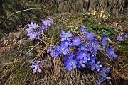 22 Erba trinita (Hepatica nobilis)